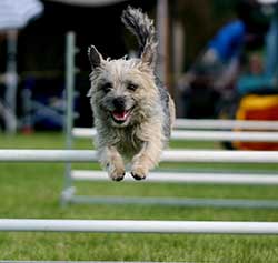 Agility class</br>on Thu 25 April 2024</br>Starts at 17:30